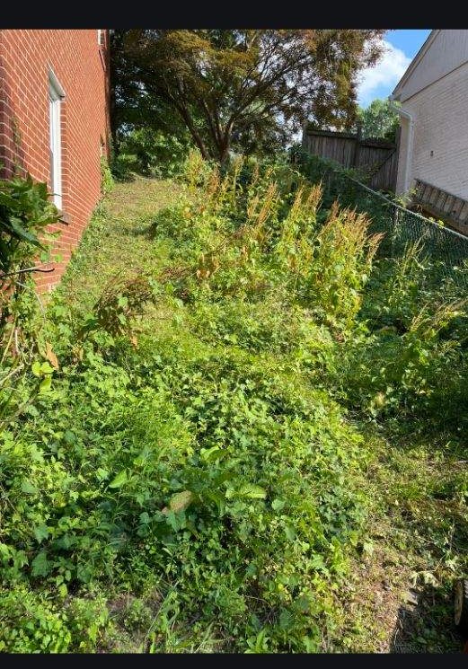 Side yard before cleanup, completely overgrown with weeds and brush