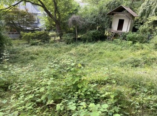Backyard before cleanup, overgrown with weeds and brush around a shed
